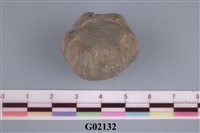 藏品(藤壺)的圖片